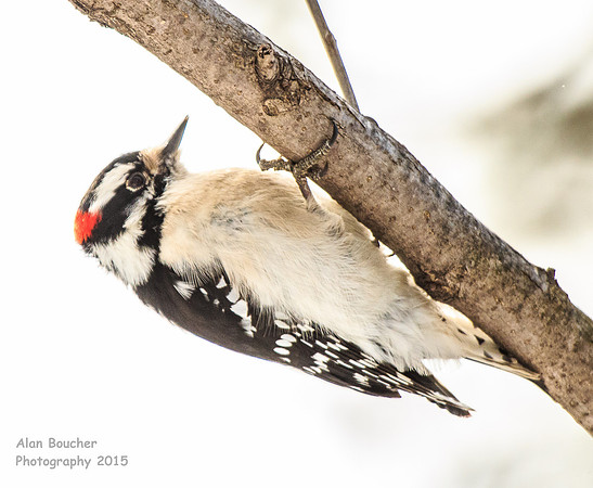 Downy Woodpecker gripping tightly