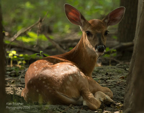 Fawn lying between the trees