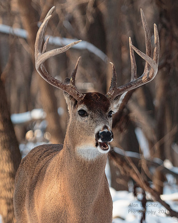 10 Point Buck Chewing