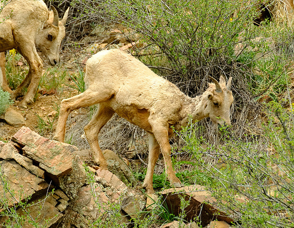 Munching on the Bush