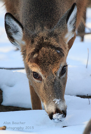 Nose in the Snow
