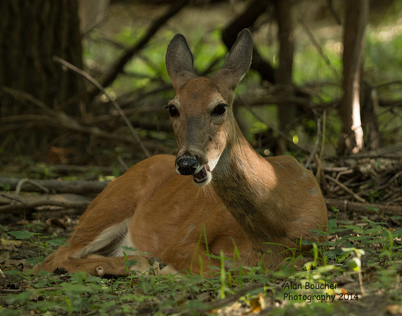 Doe chewing cud