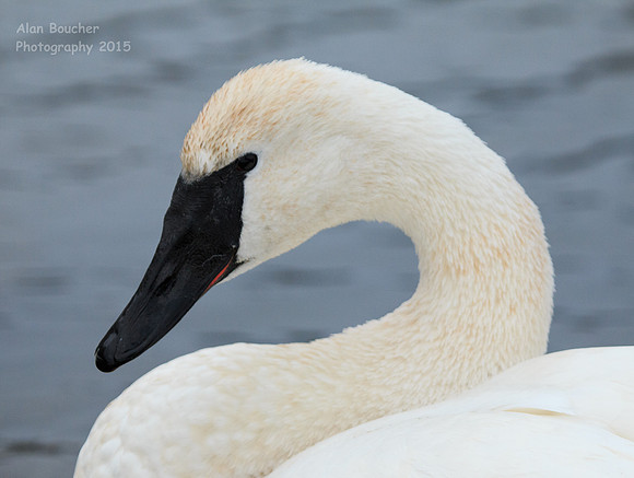 Curved Neck Look