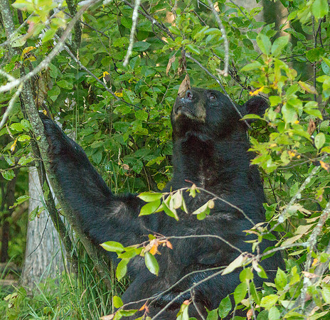 Eating the Supple Leaves