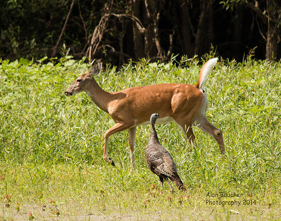 Deer crossing turkey's path