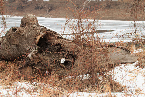 Holey Log