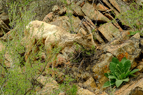 Munching on the Bush