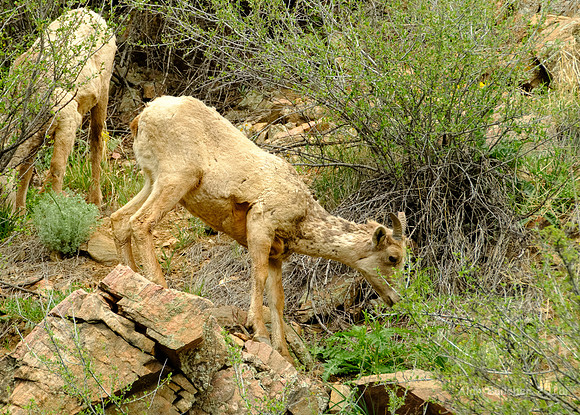 Munching on the Bush