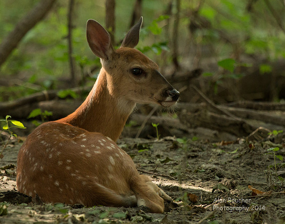 Fawn relaxing