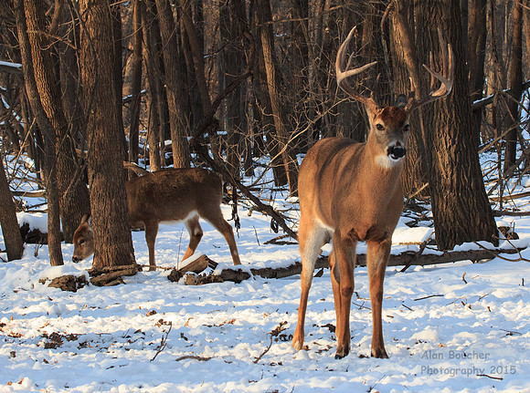 Buck and Doe