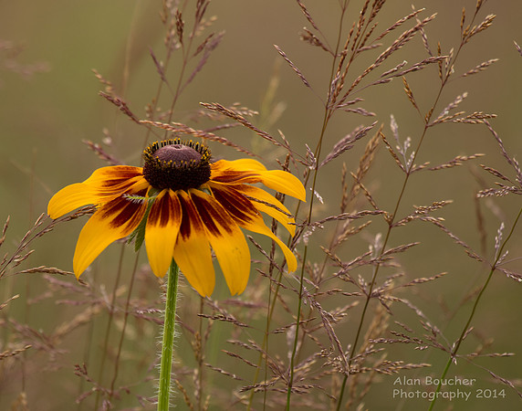 Brown-eyed Susan (Rudbeckia hirta)