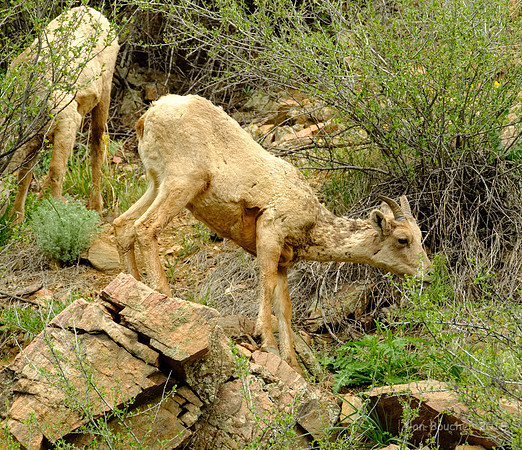 Munching on the Bush