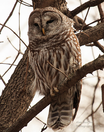 Female Barred Owl