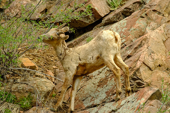 Munching on the Bush