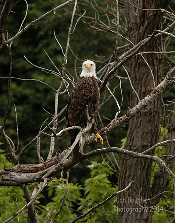 Bald Eagle