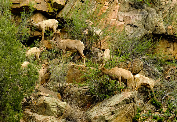 Counting Bighorn Sheep