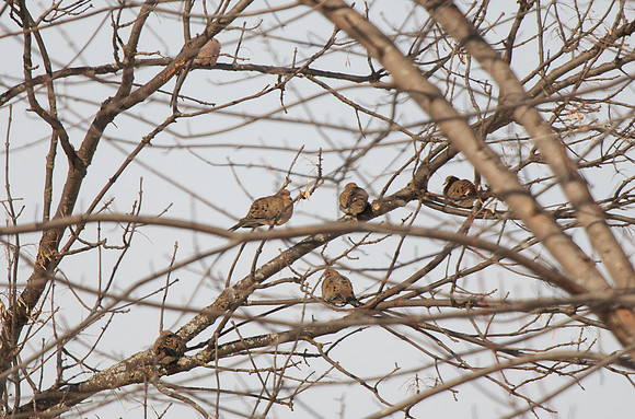 6 Chilly Mourning Doves