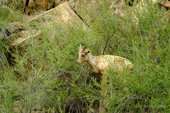 Hanging Out in the Bush