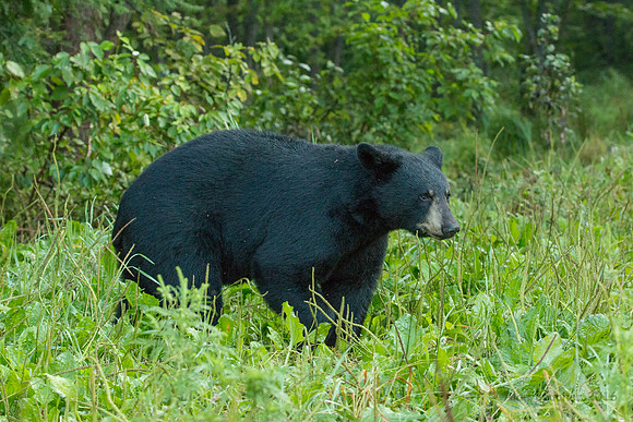 Coming in from the Forest
