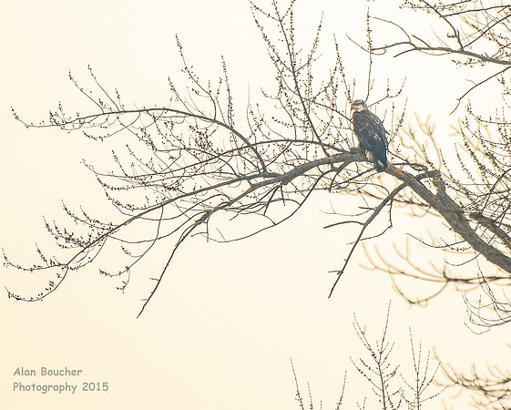 Bald Eagle looking for Fish