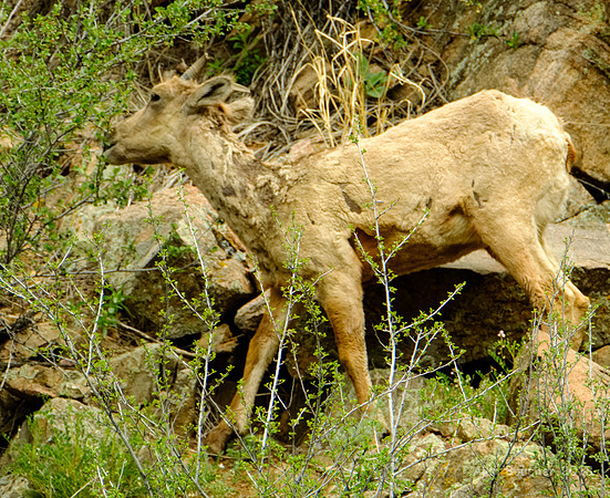 Munching on the Bush